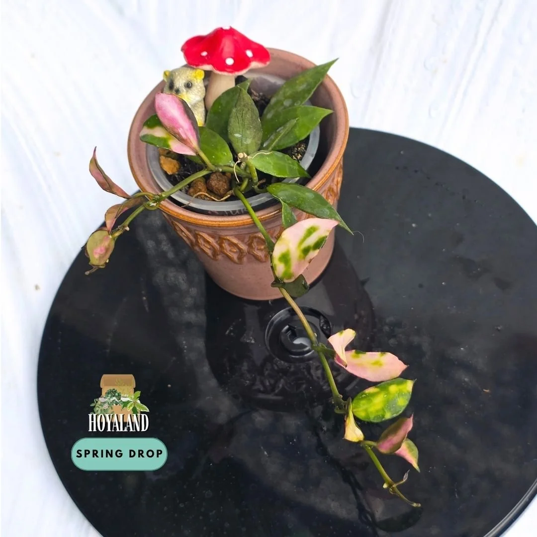 Hoya Lacunosa Cianjur (2).jpg