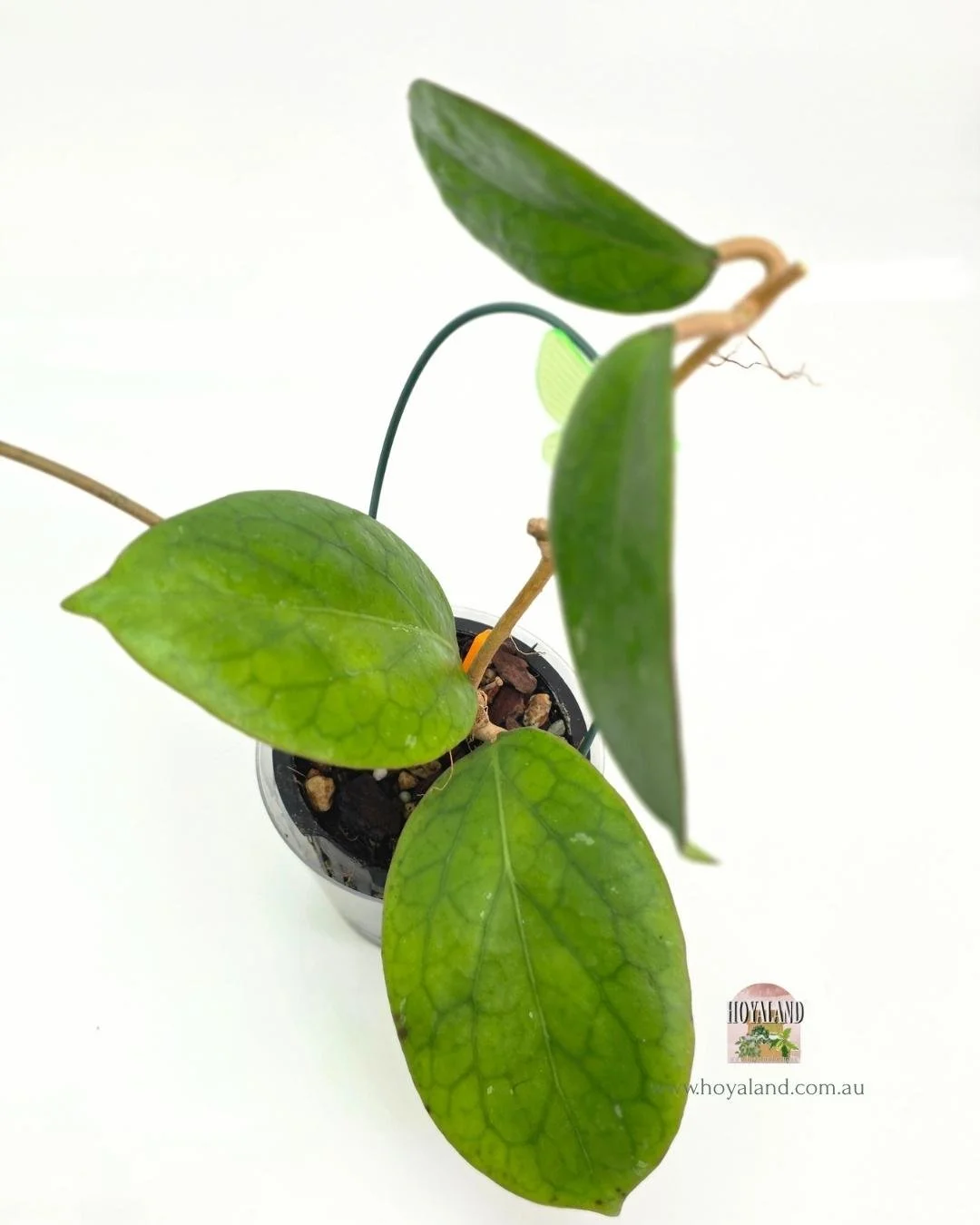 Hoya AH Red Edge A (2).jpg