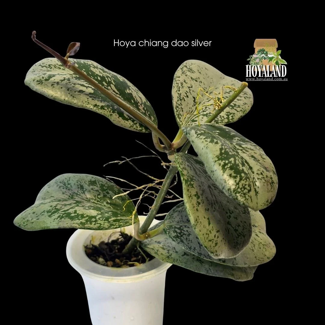 Hoya sp Chiang Dao Silver rare plant displaying compact rose petal shaped thick leaves completely glazed in heavy metallic chrome silver splash.