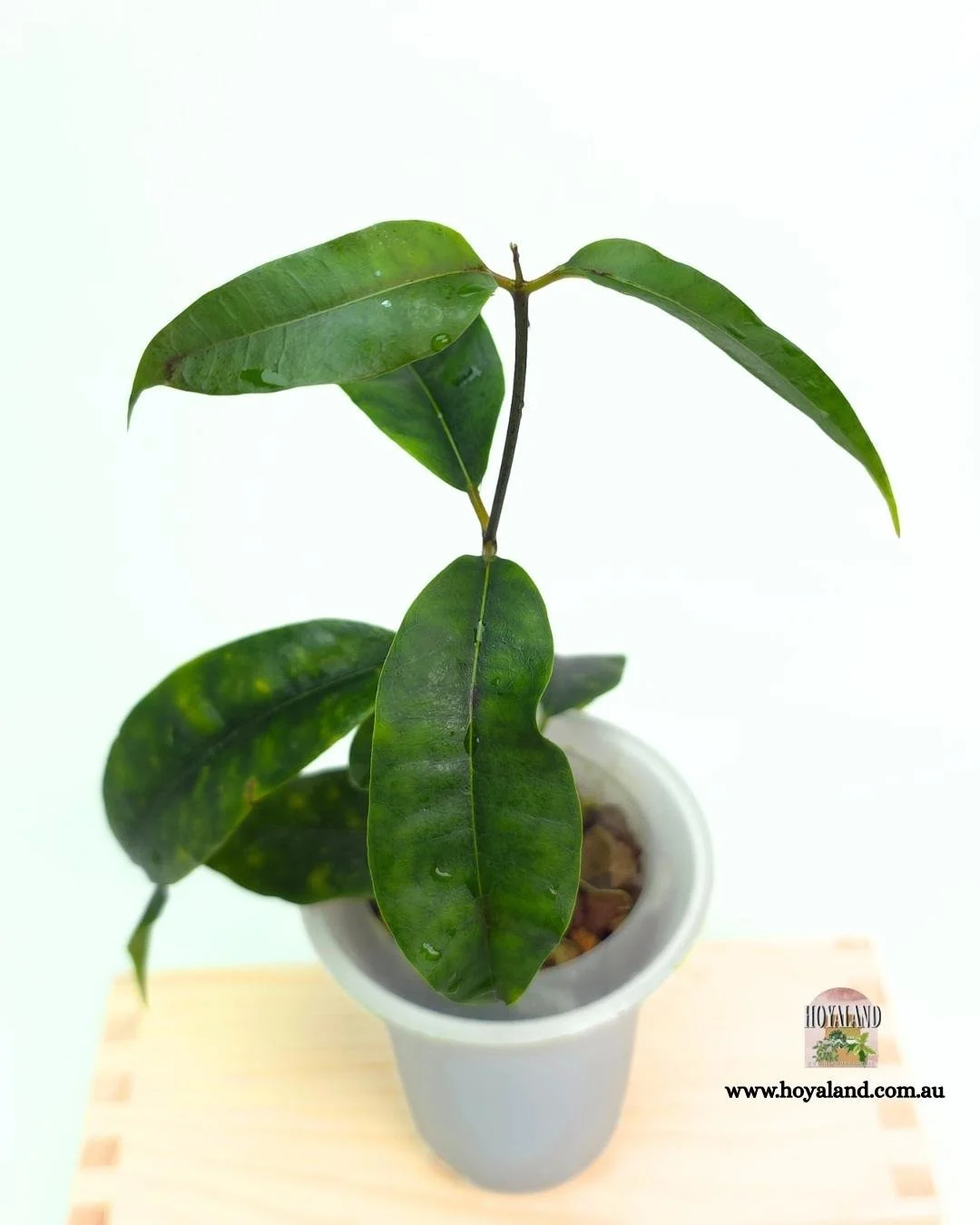 Hoya mappigera (4).jpg