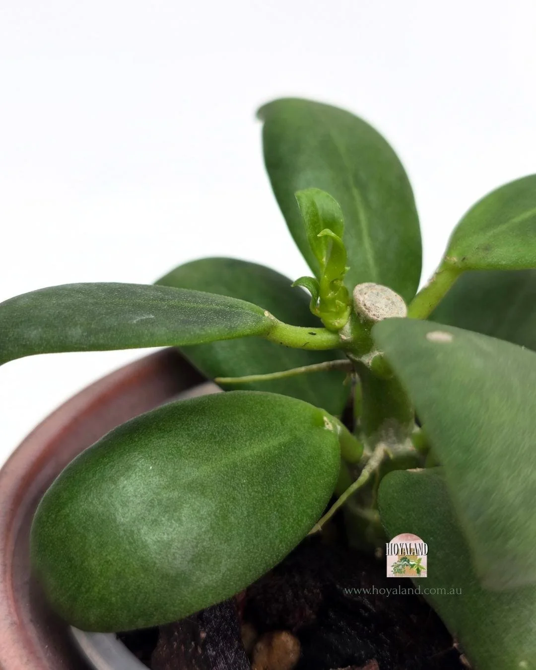 Hoya subquintuplinervis.jpg