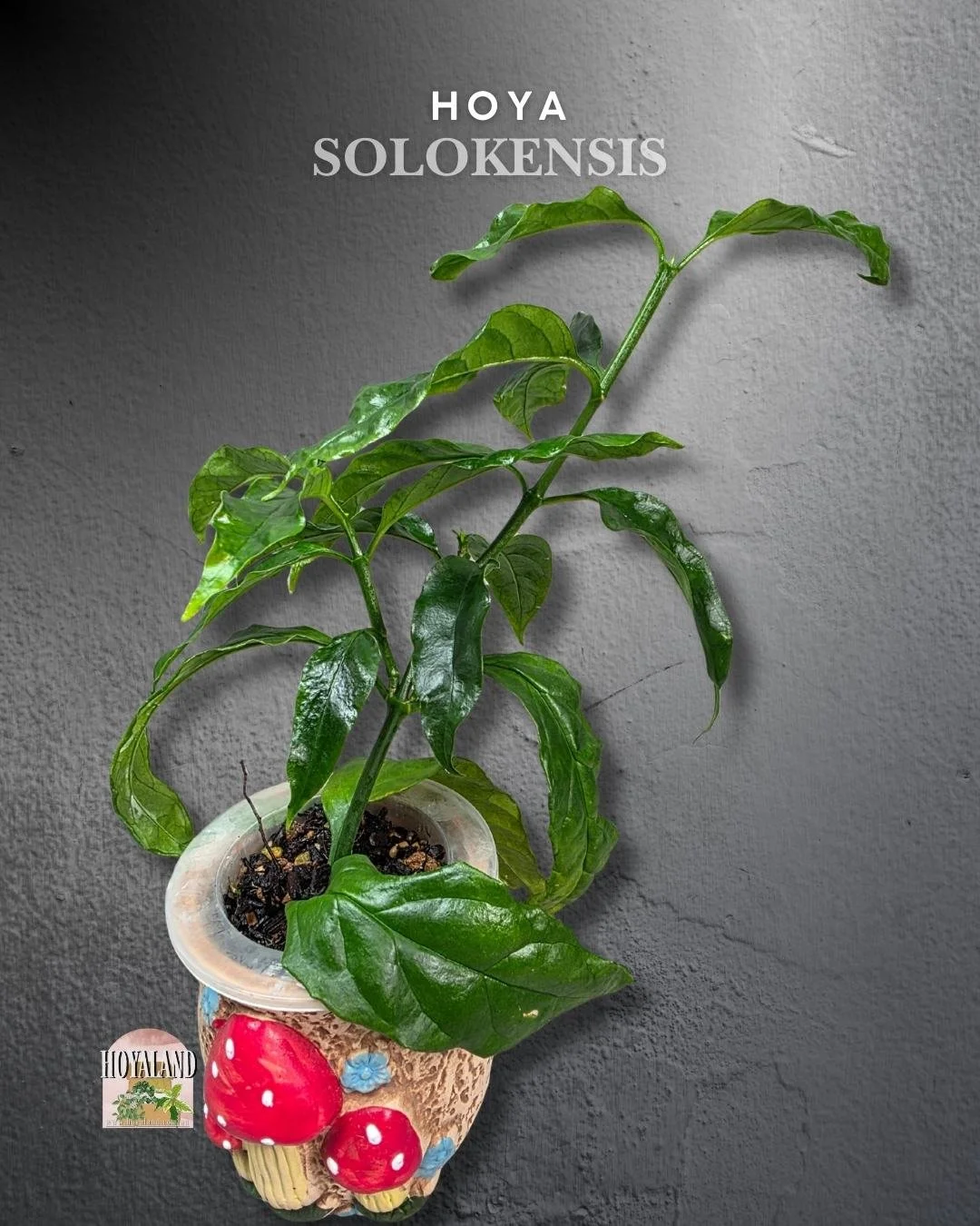 Hoya solokensis (4).jpg