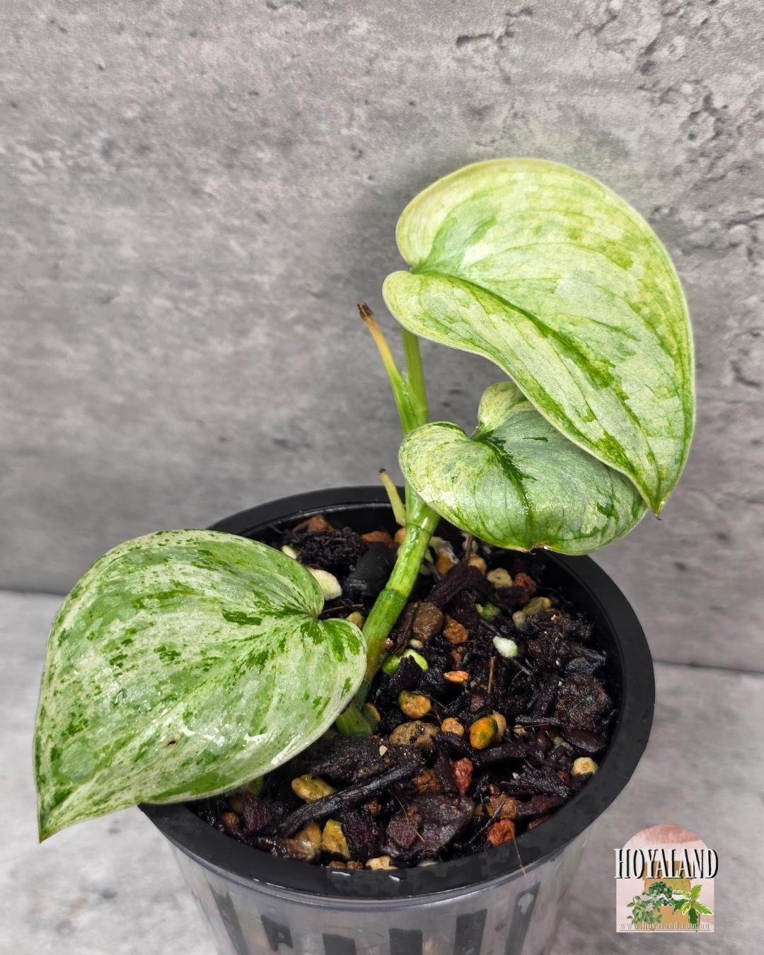 🌞 Rare Scindapsus Exotica Tembaga  🎇