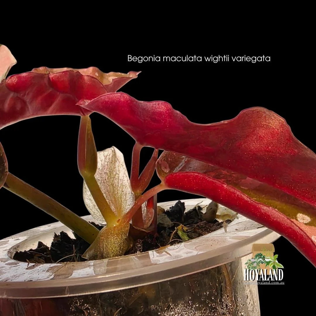 Variegated Begonia maculata Wightii plant with polka dot leaves displaying rare blocks of pastel pink variegation.