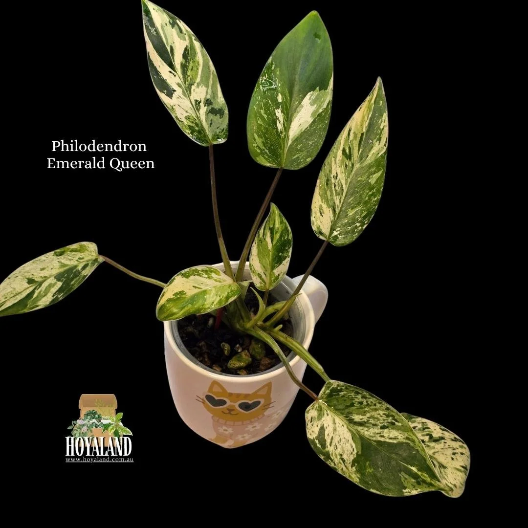 Philodendron Emerald Queen (4).jpg