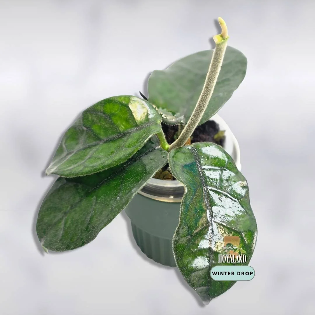 Established Hoya globulosa Cao Bang showing textured fuzzy leaves with prominent veins