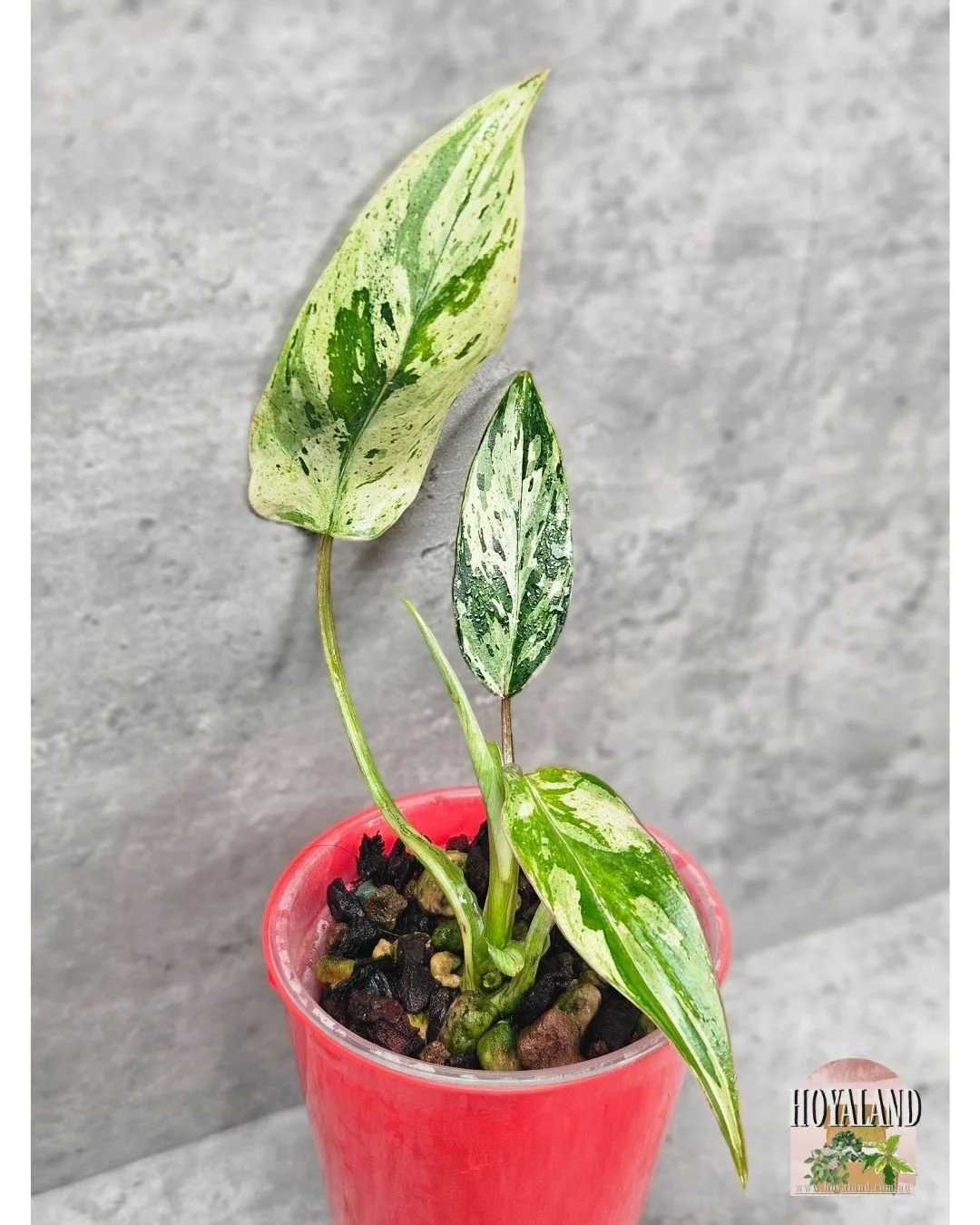 🌞 Philodendron Emerald Queen Variegated | Extra Growth Points |Small 🎄