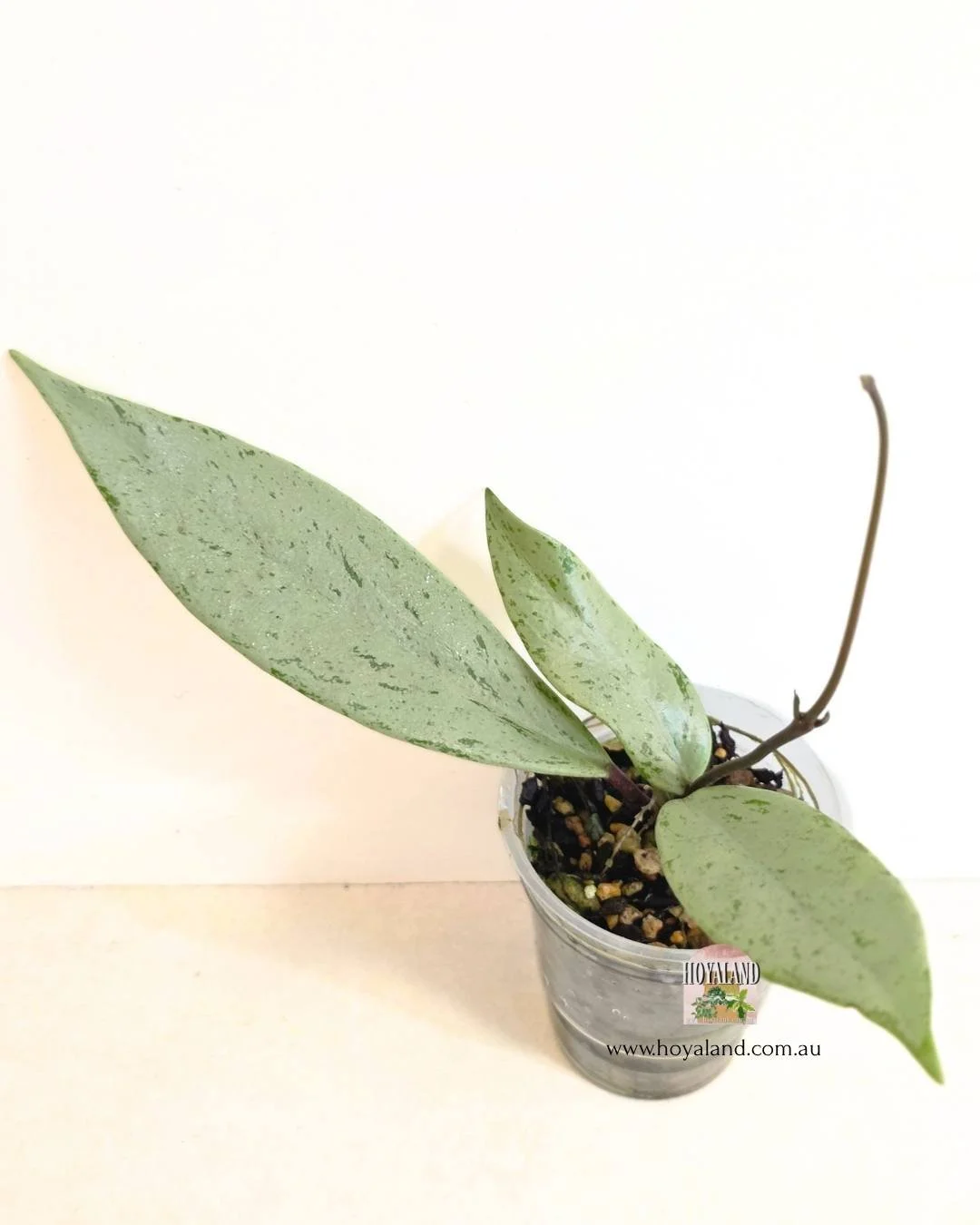 Hoya pubicalyx pink silver ghost (4).jpg