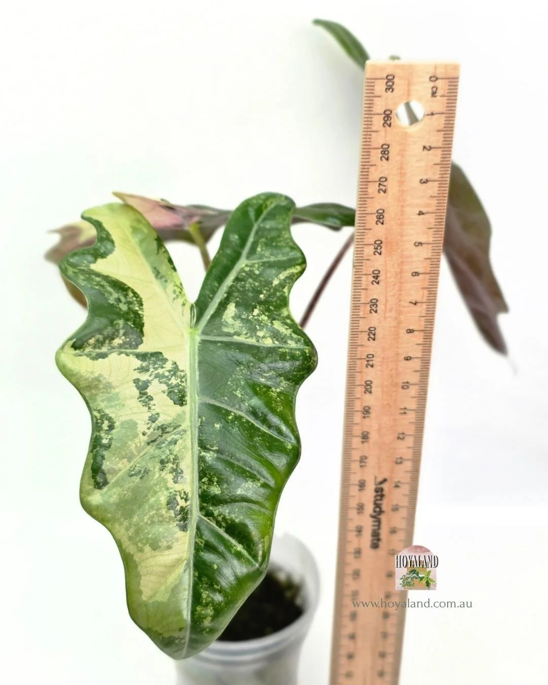 Alocasia pseudo sanderiana pink (4).jpg