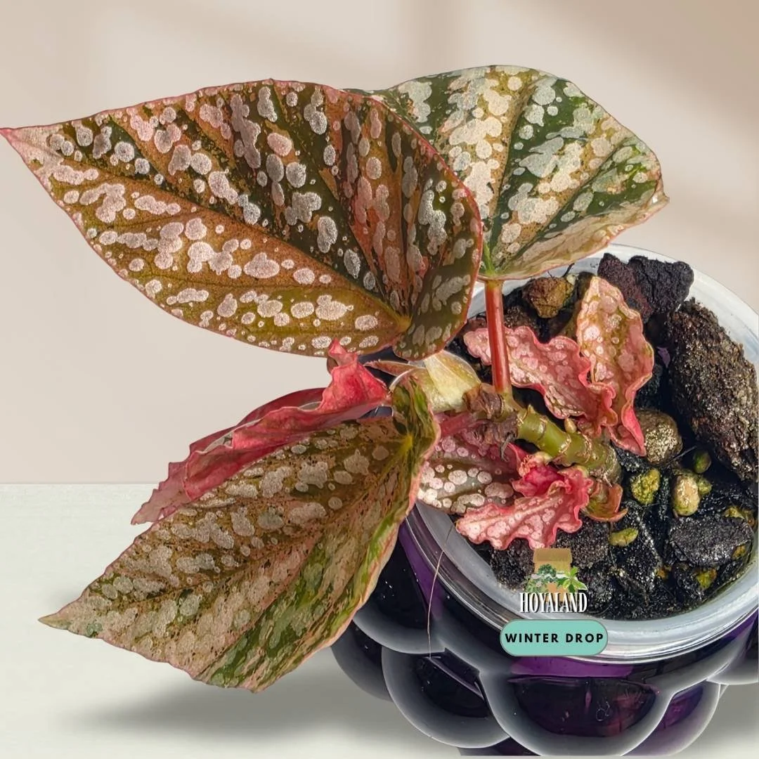 Established Begonia Snow Capped Variegata cane begonia showing silver polka dots and shifting pink variegation