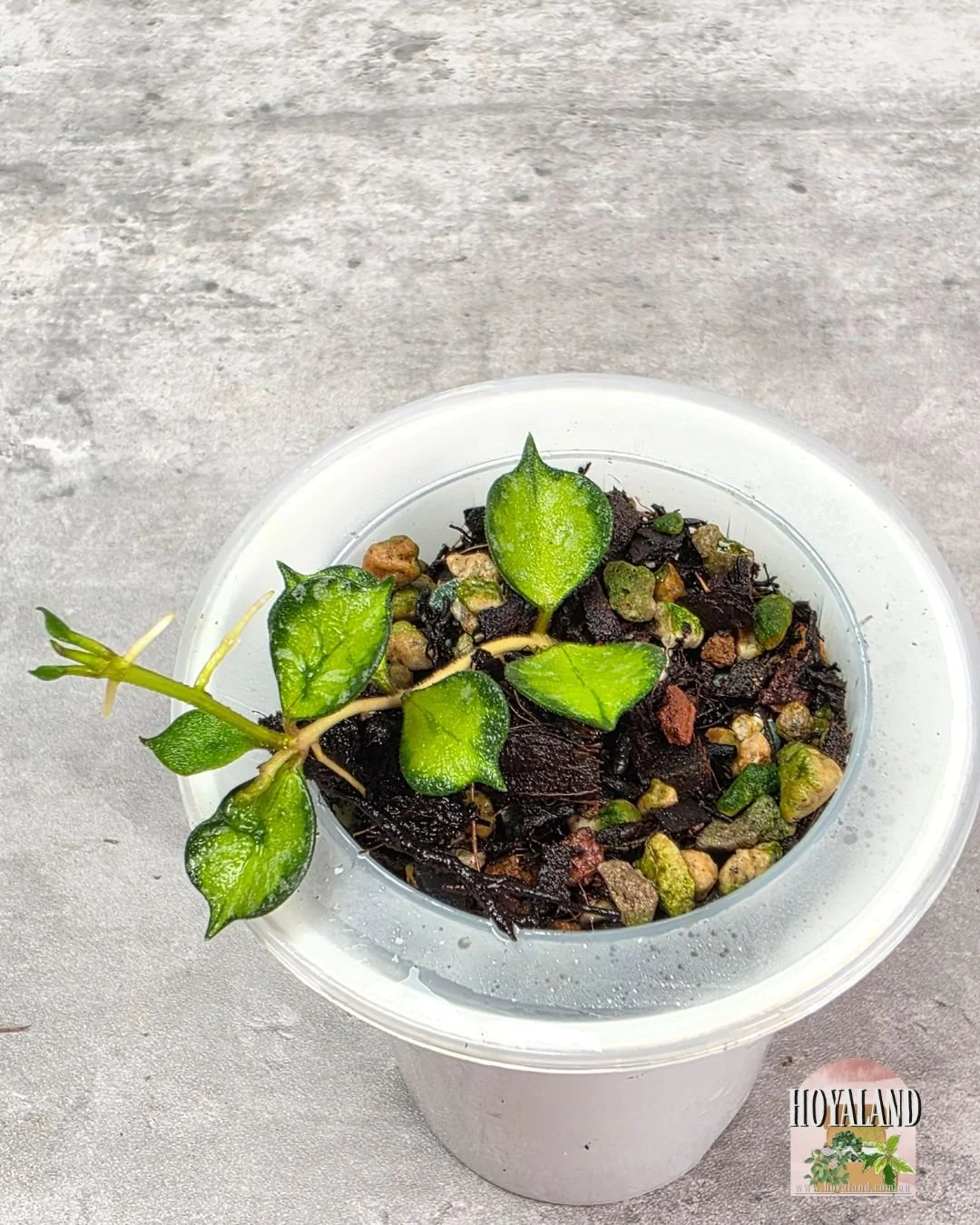 Hoya curtisii variegata (6).jpg