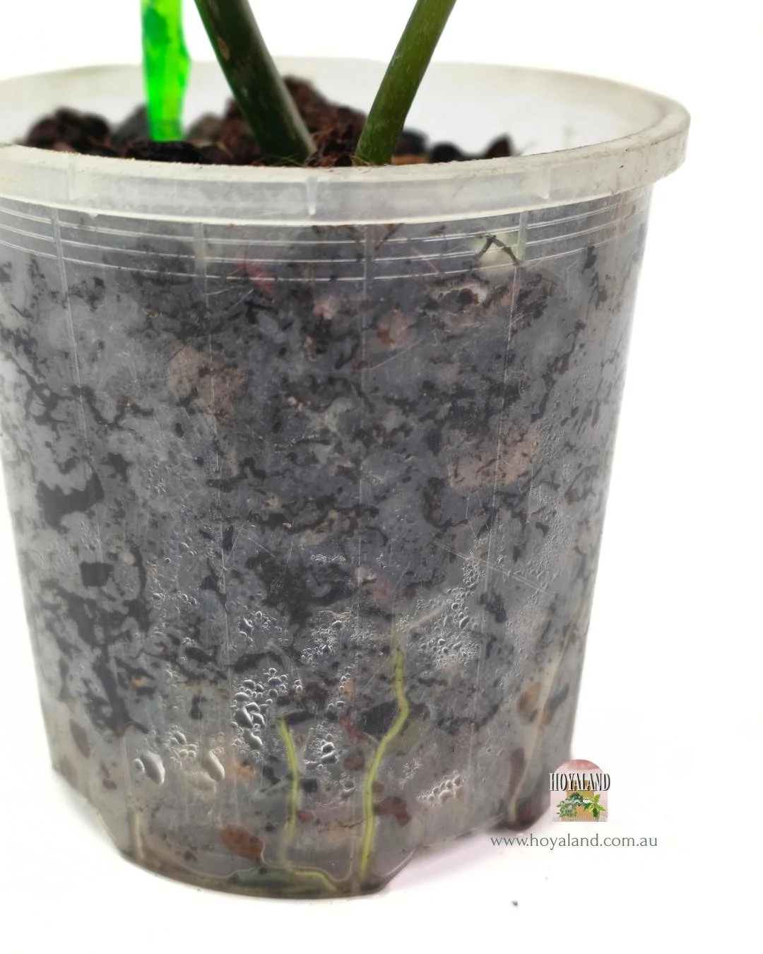 Philodendron FB x Mayoi (5).jpg