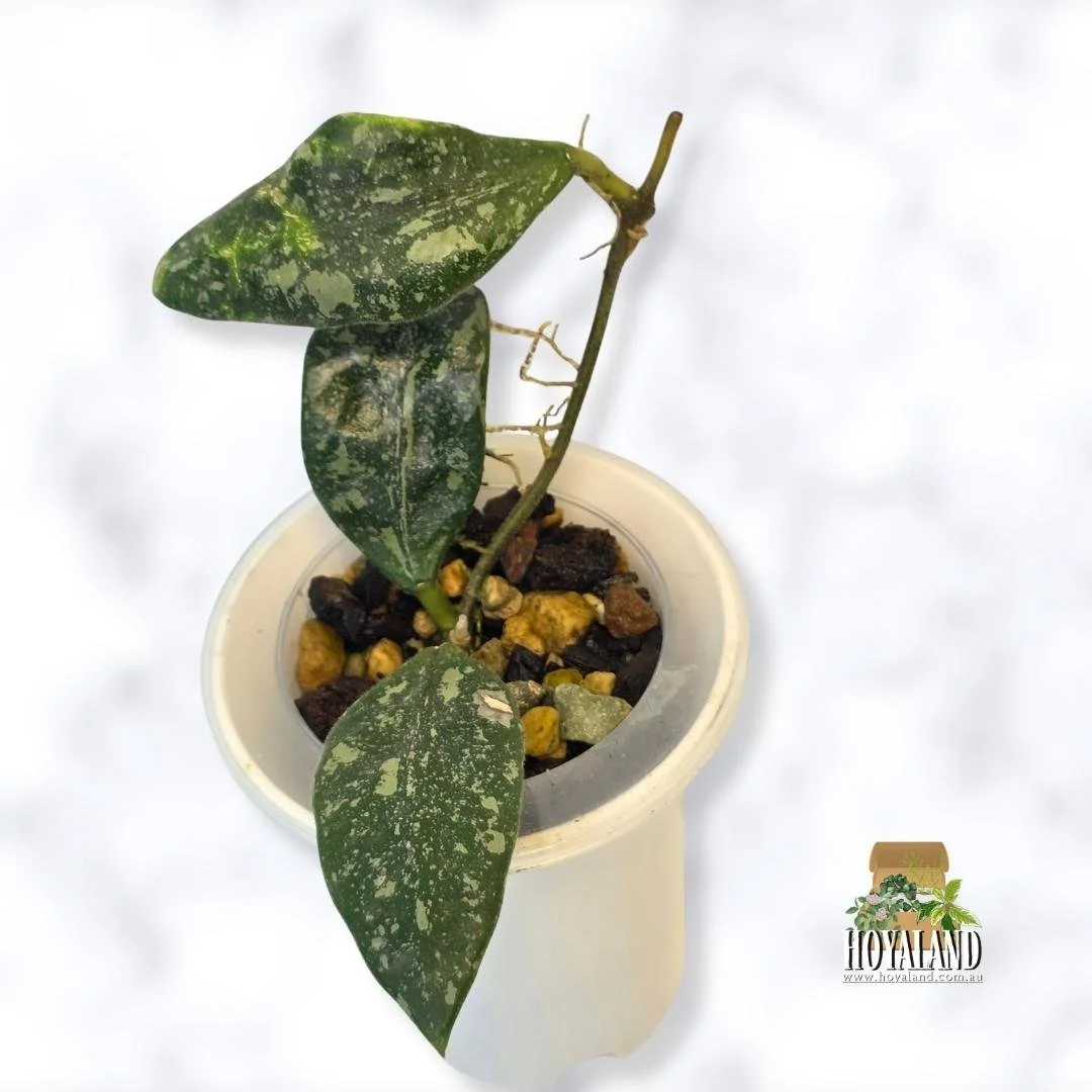 ⛄ Hoya rundumensis Splash | Silver Splash Hoya | Hoyaland