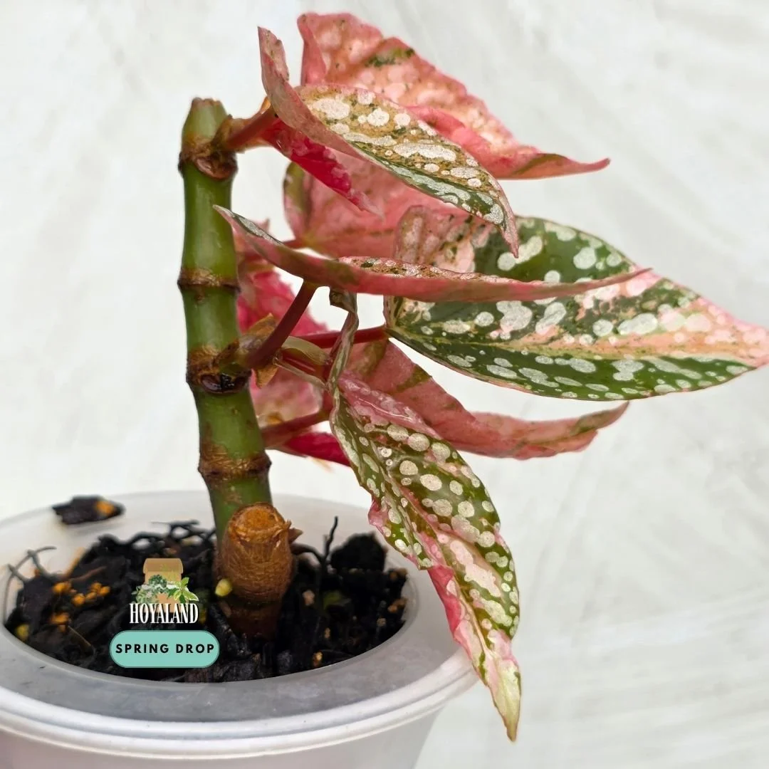Begonia snow cap variegata (4).jpg