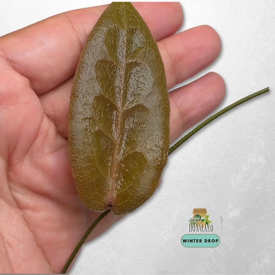 Established Hoya piestolepis with distinct raised veins, bronzy new growth, and velvety leaves