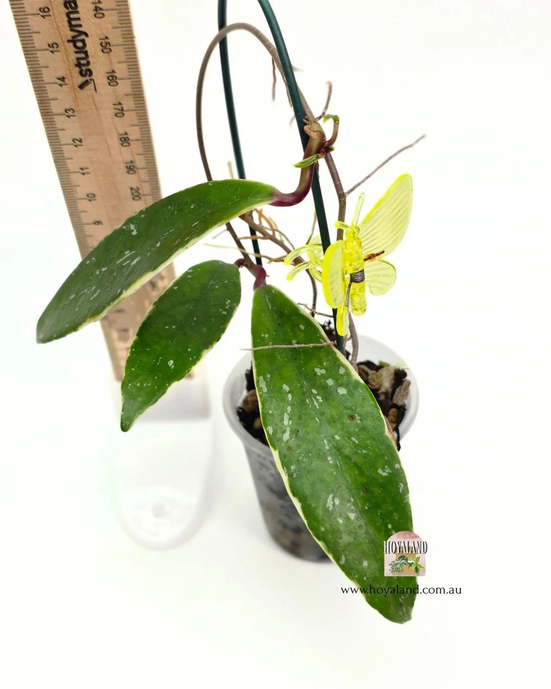 Hoya pubicalyx albo 1 (6).jpg