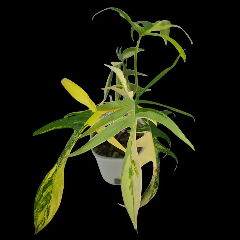 Variegated philodendron leaves in a pot.