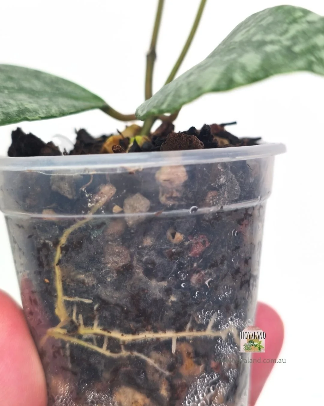 Hoya walliniana silver (5).jpg