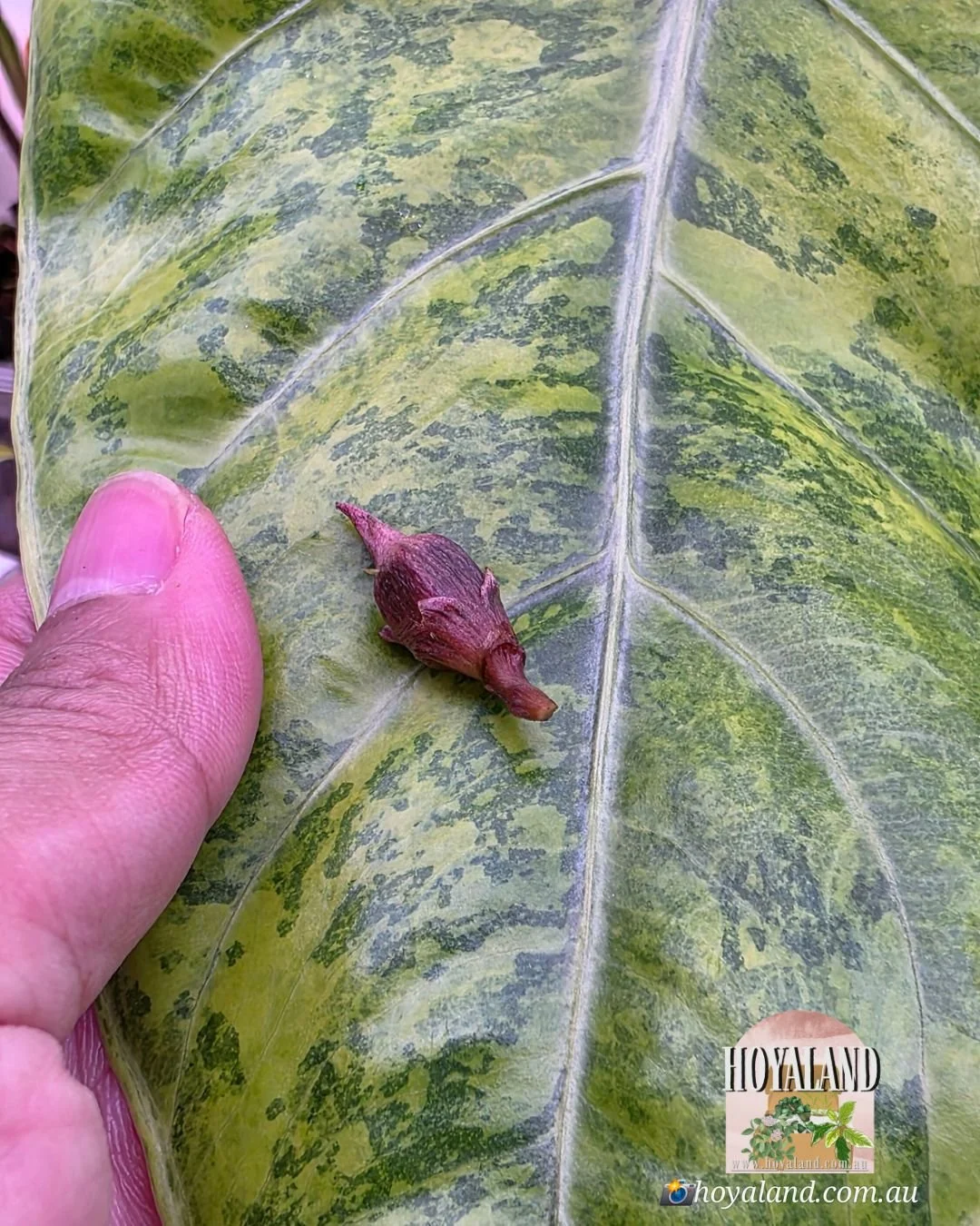 🍂 Rare CORM Alocasia Longiloba Lemon Lime Non TC MP