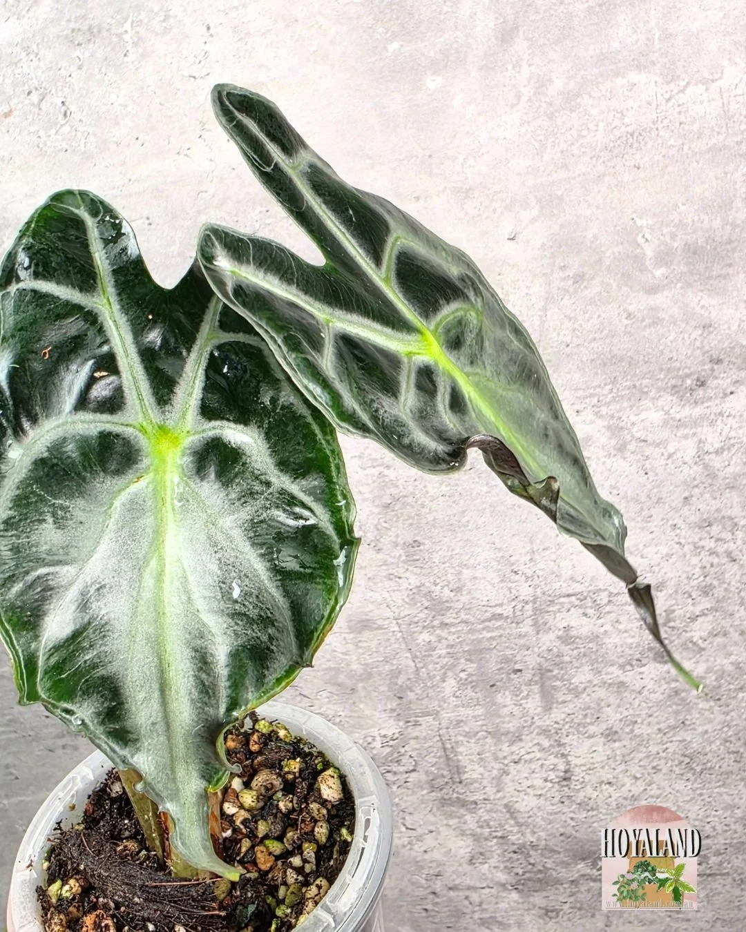 Alocasia venom (2).jpg