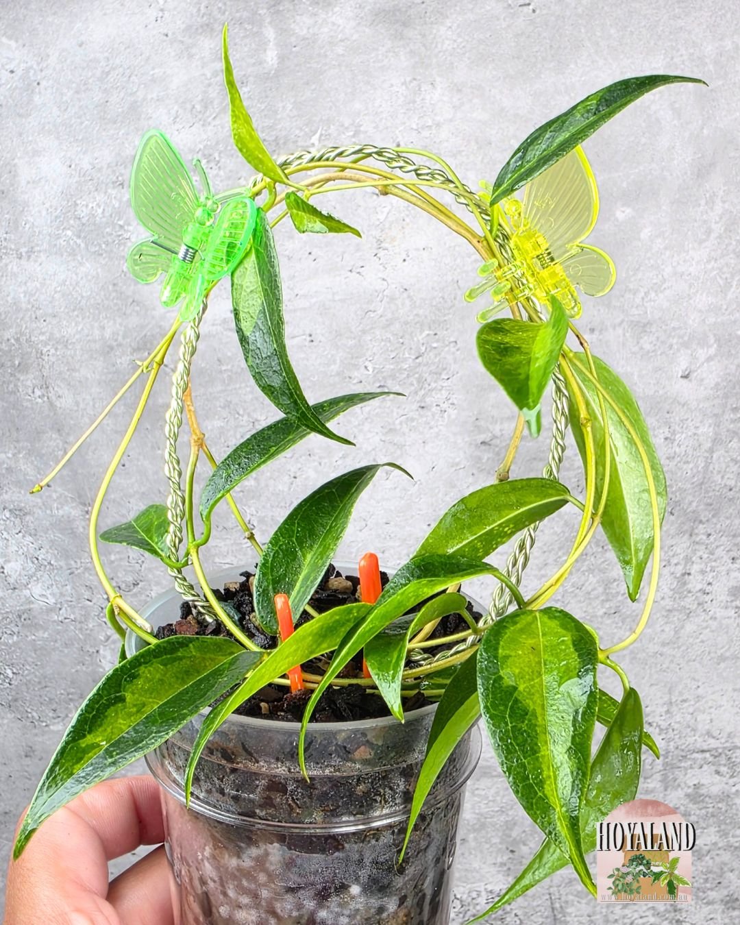 Hoya dennissii frida.jpg