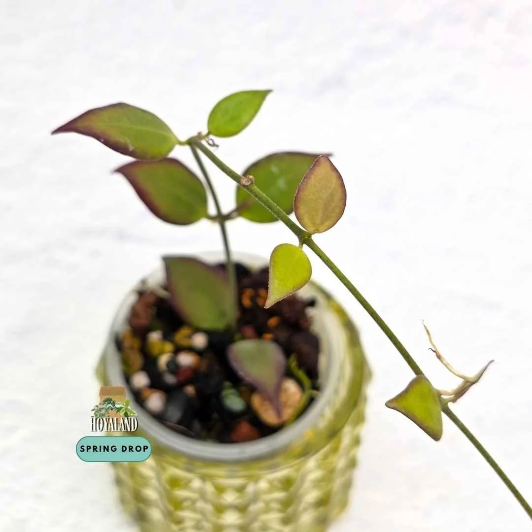 Established rare Hoya microstemma showing neat succulent elliptical leaves and free-flowering growth habit