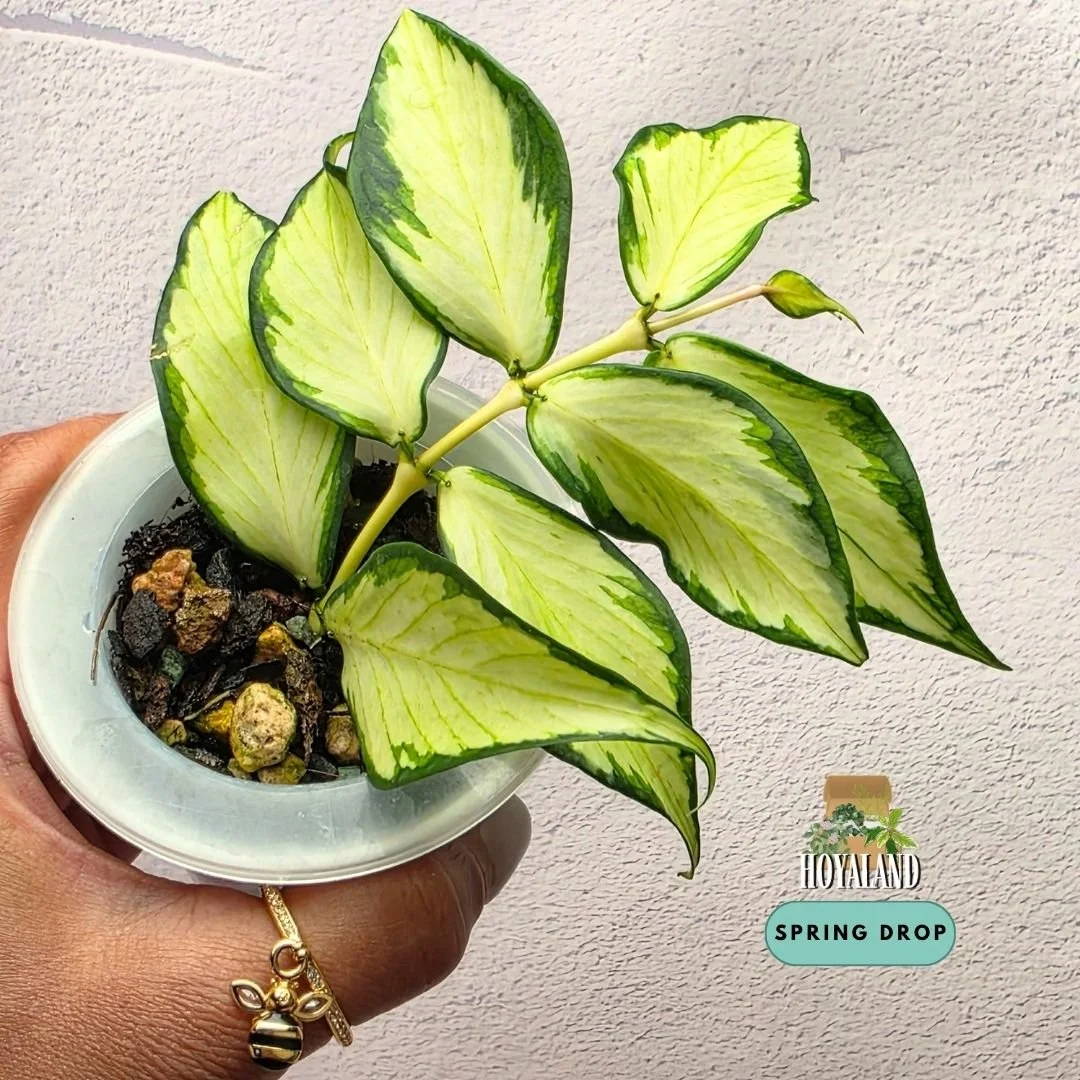 Hoya polyneura variegata A (6).jpg