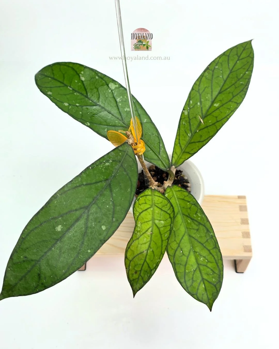 Hoya Tanggamus Narrow fORM (4).jpg