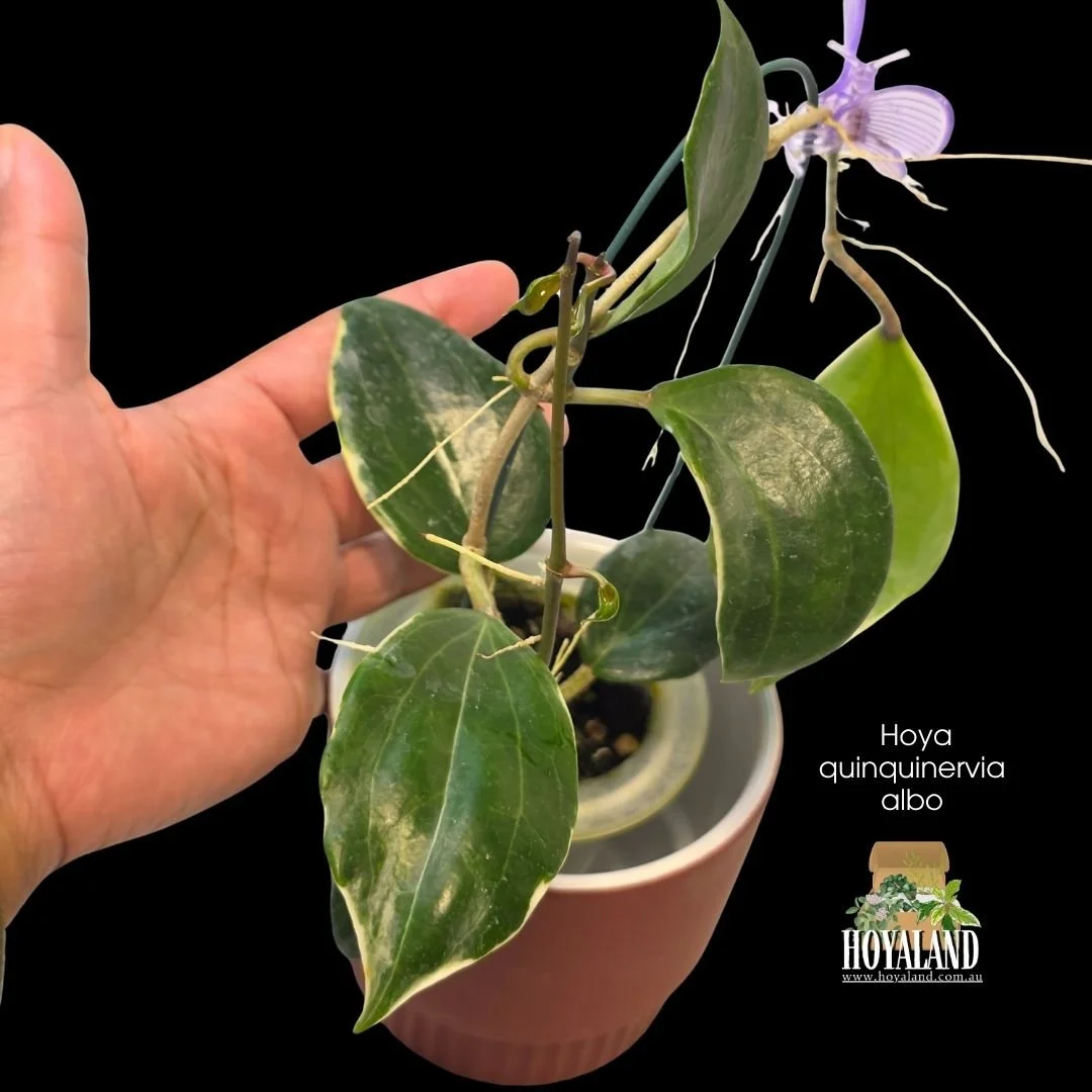 ⛄ Hoya LITTLE PLU  Quinquinervia albo - low variegation