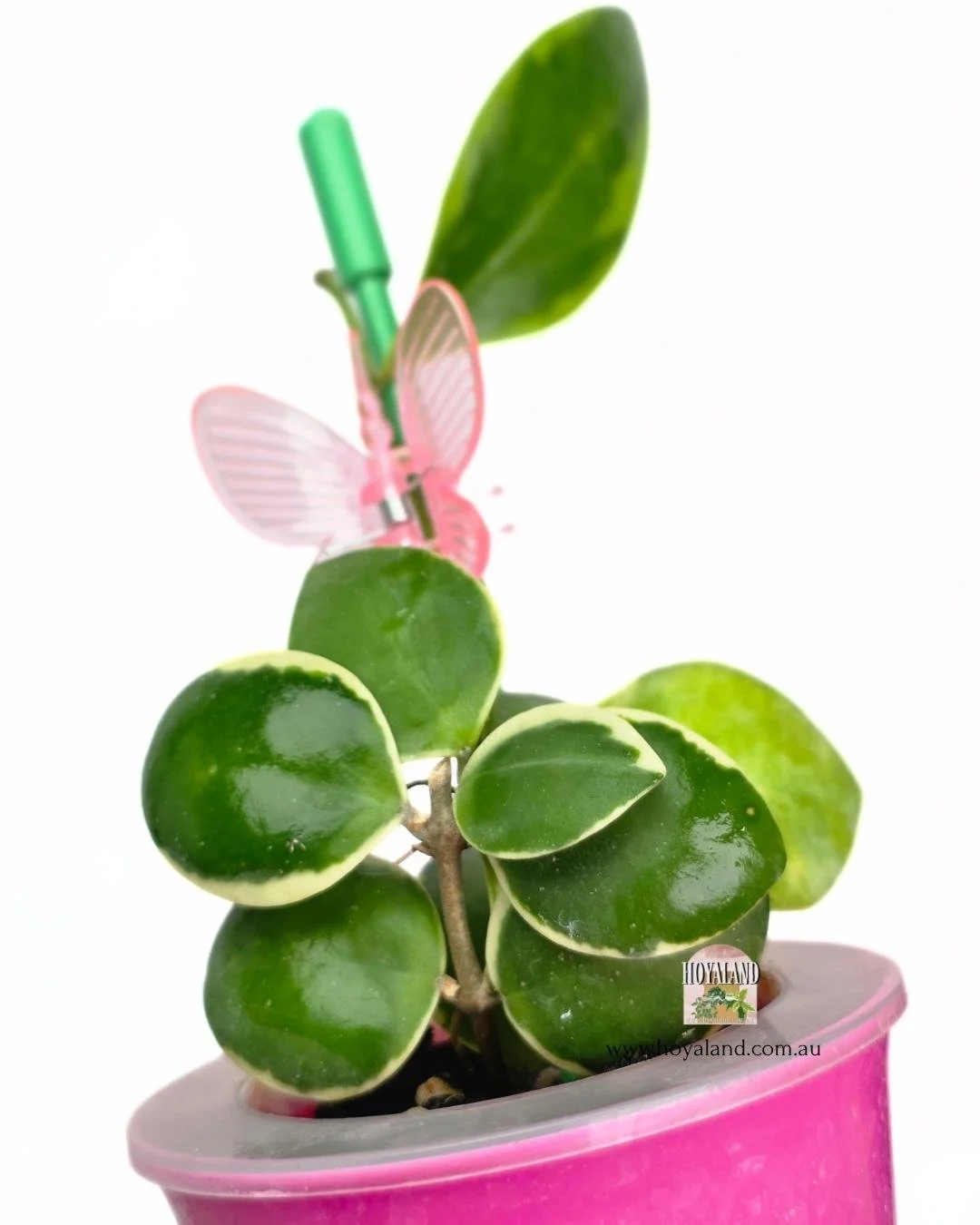 Hoya incurvula albo (2).jpg