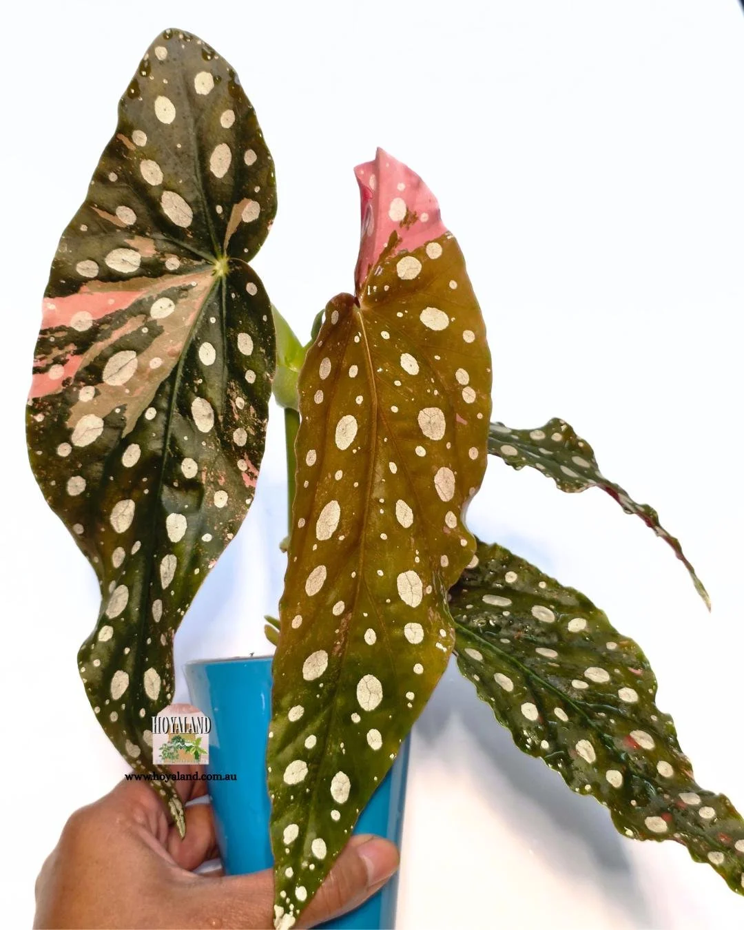 Begonia maculata var large.jpg