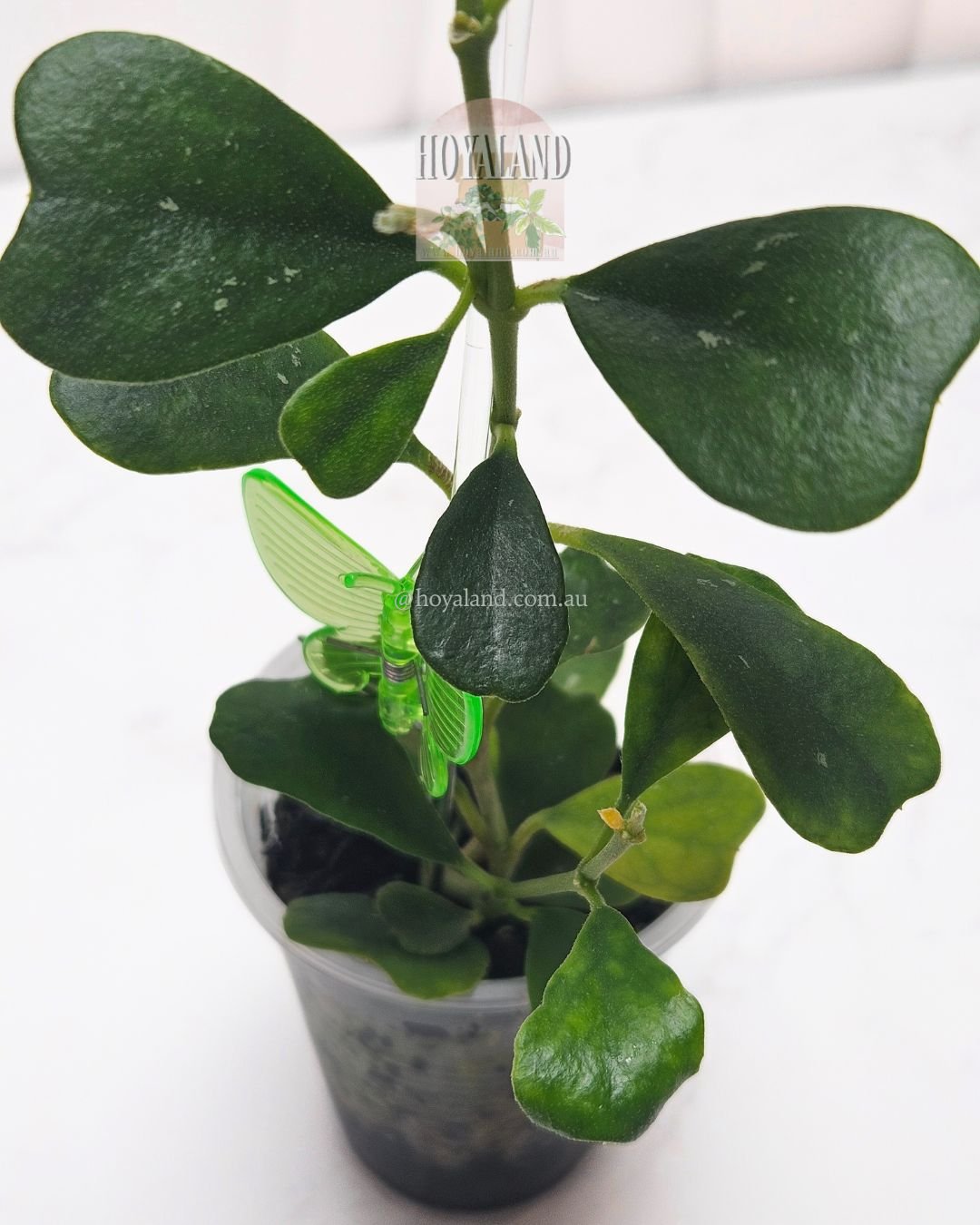 Hoya manipurensis (2).jpg