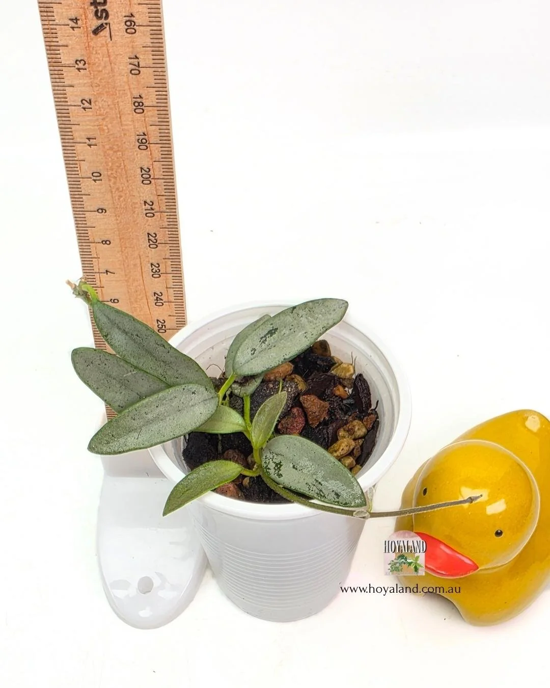 Hoya lima silver.jpg