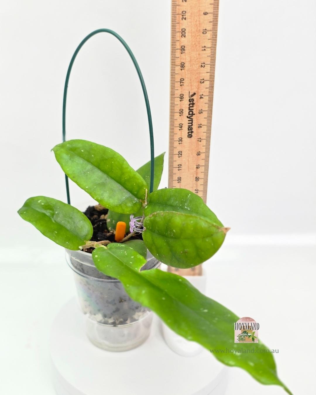 🍂 Hoya aff. scortechinii | Red Flowers | Medium