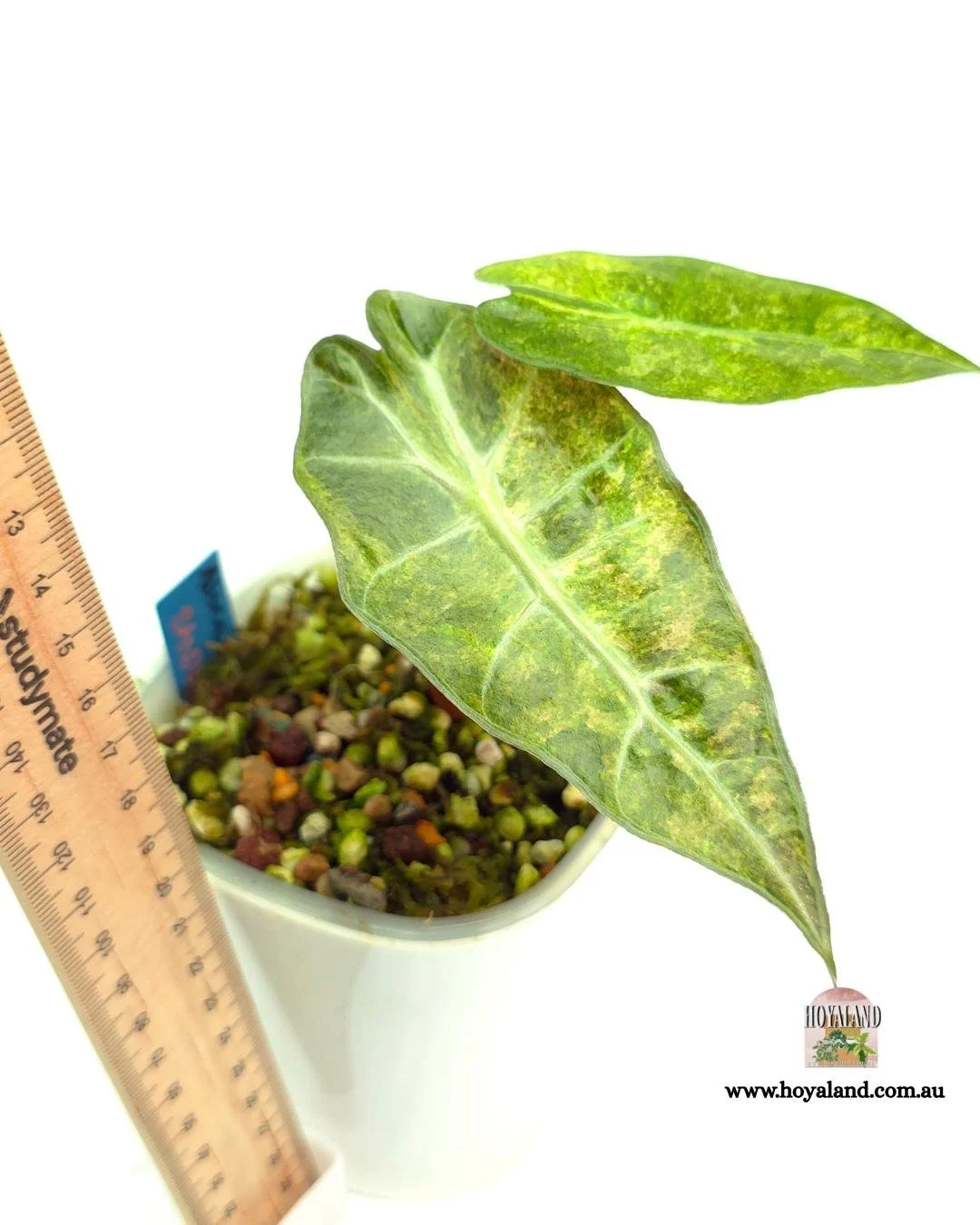 Alocasia sanderiana bull aurea.jpg