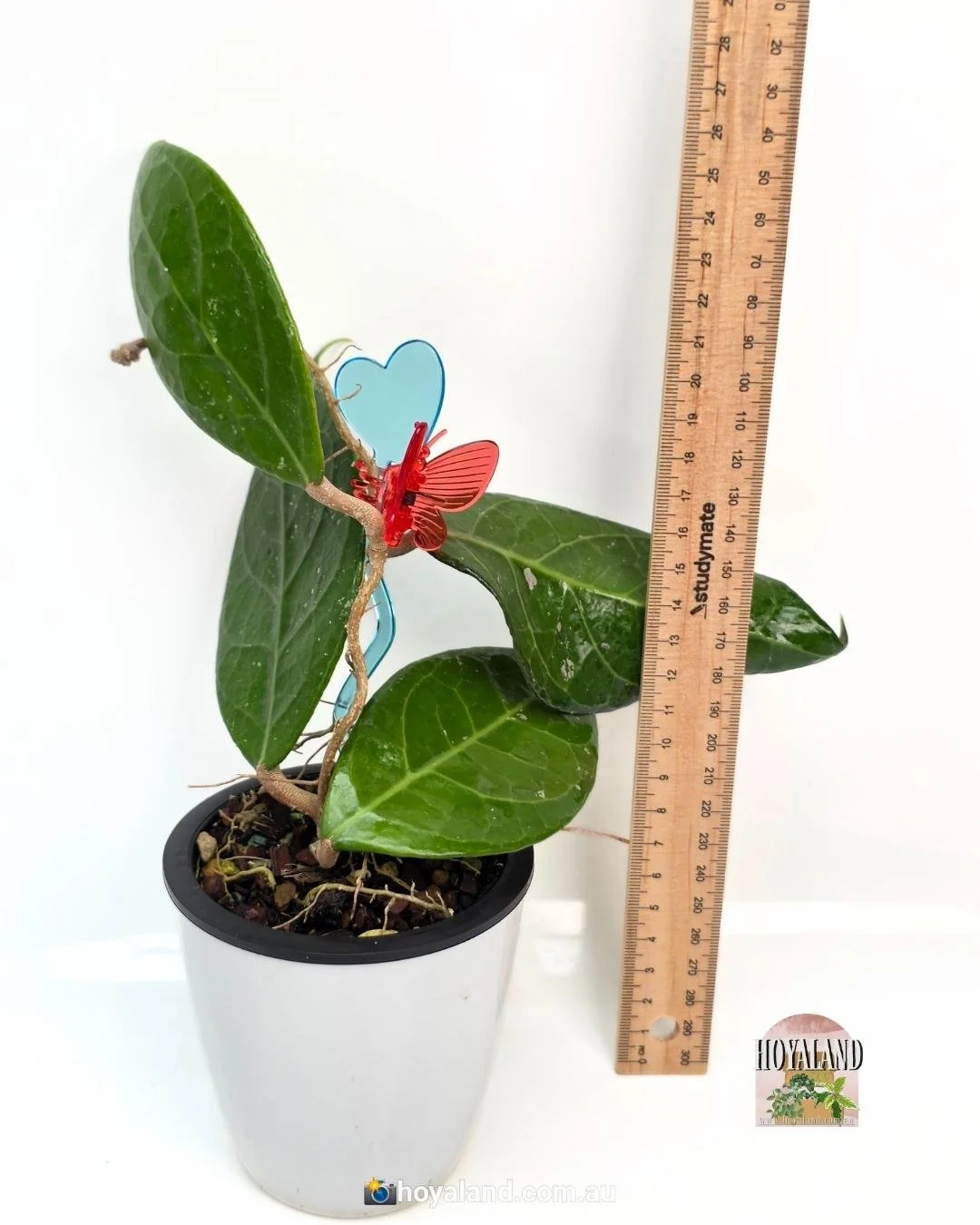 Hoya verticillata Wayang (5).jpg