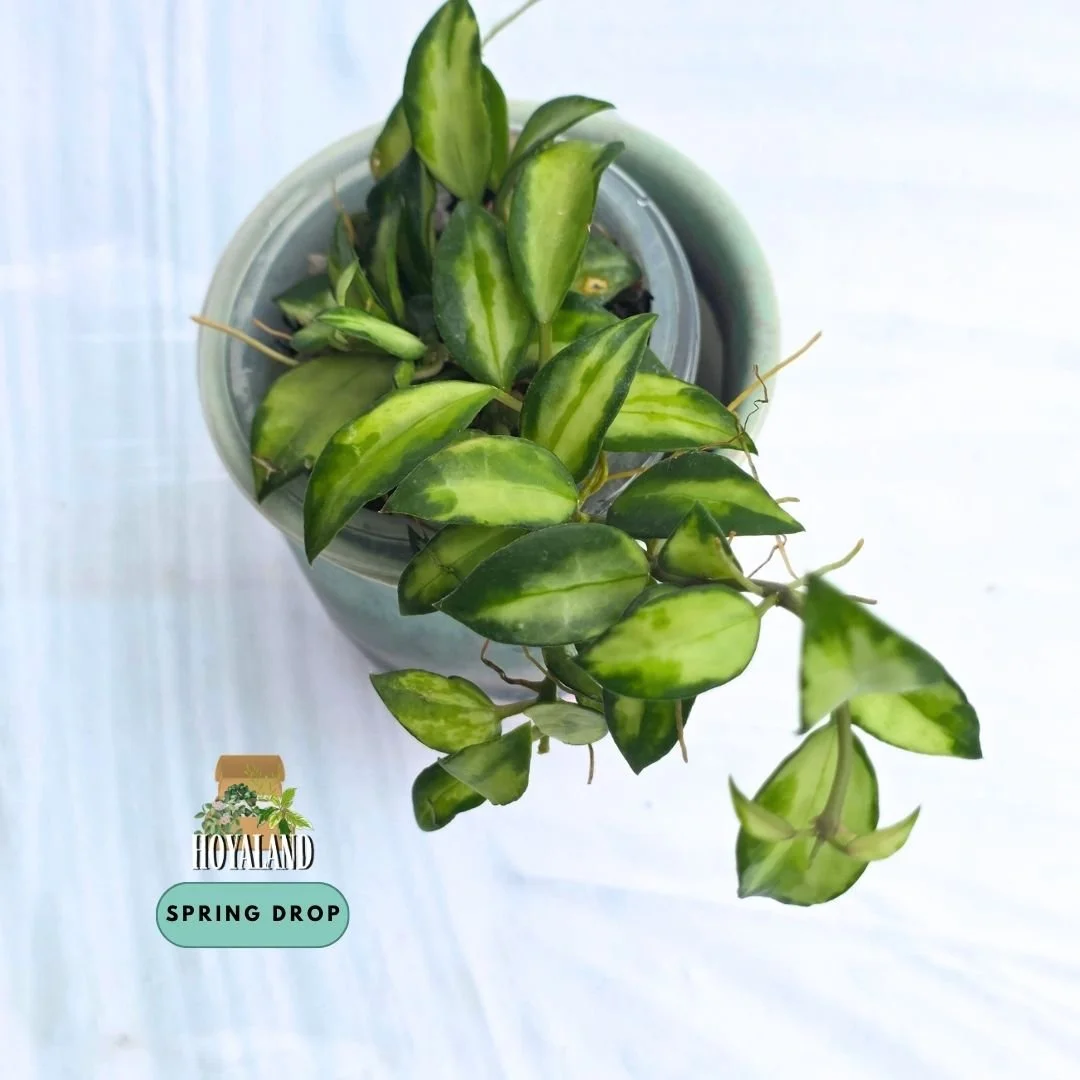 Hoya lacunosa bruno (2).jpg