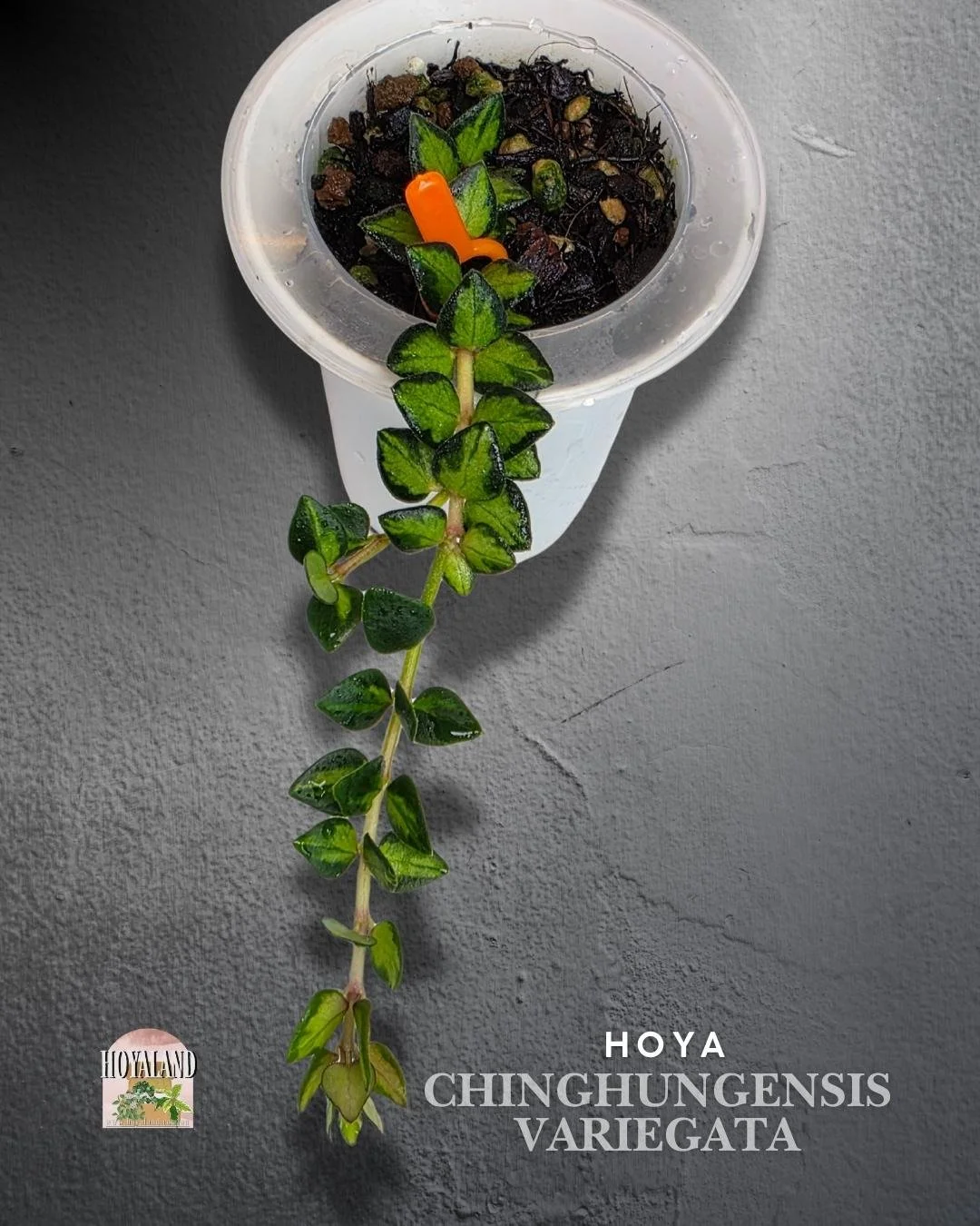 Hoya chinghungensis variegata.jpg