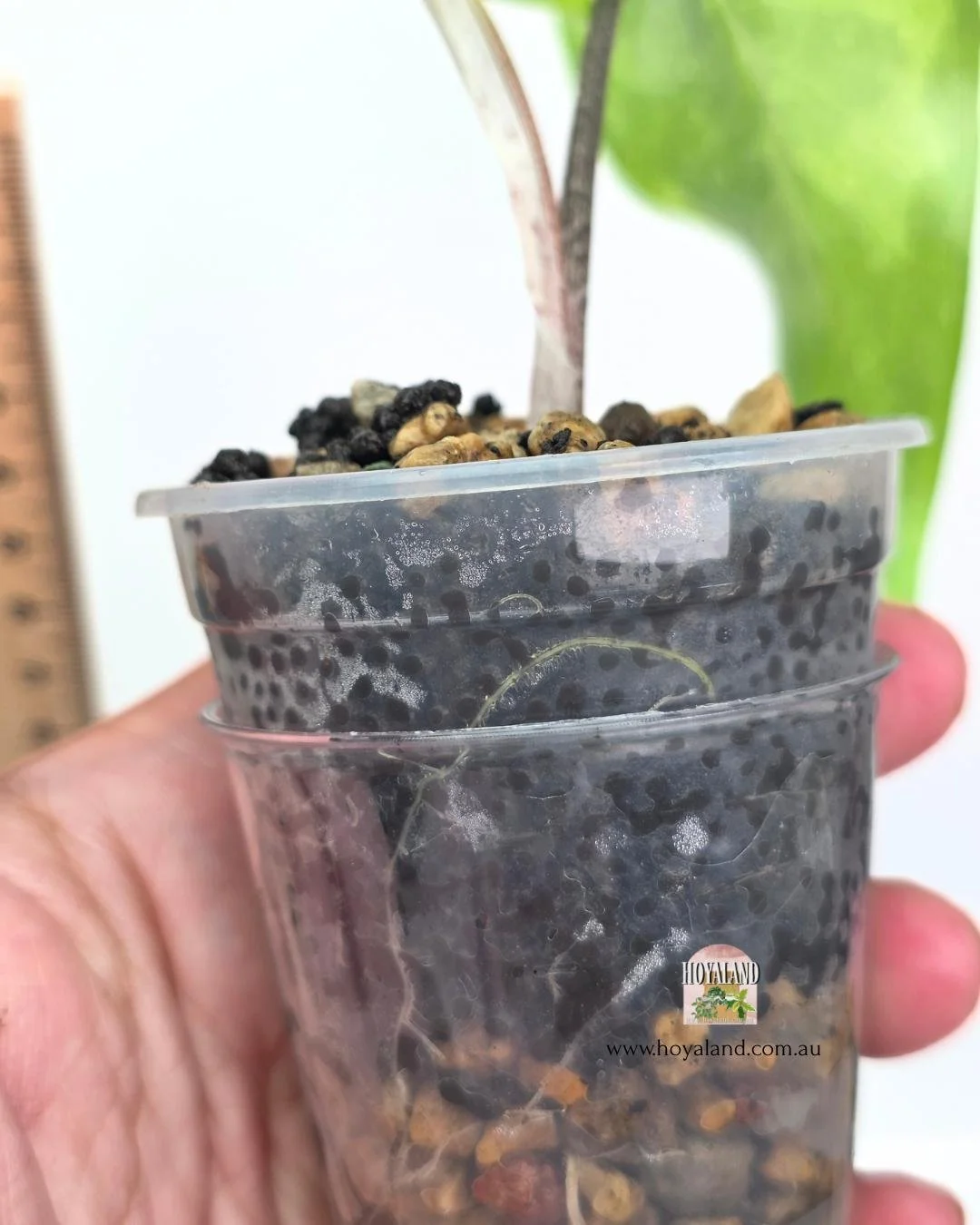 Alocasia lemon mint (4).jpg