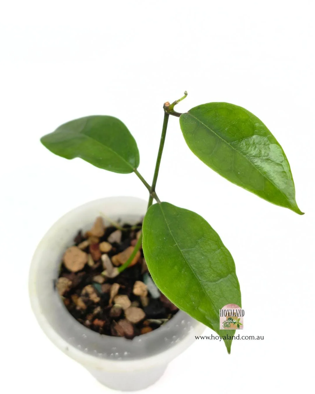 Hoya desveouxensis (2).jpg