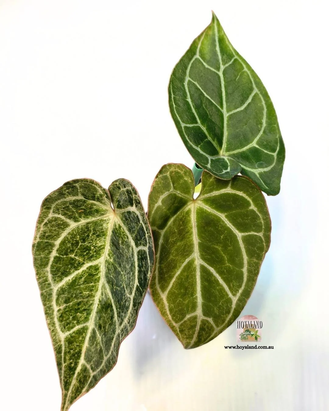 Anthurium platinum.jpg