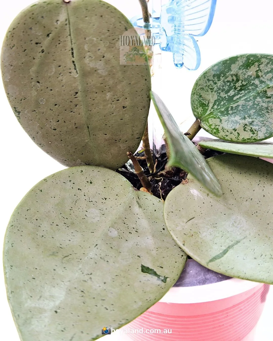 Hoya verticillata heart silver (4).jpg