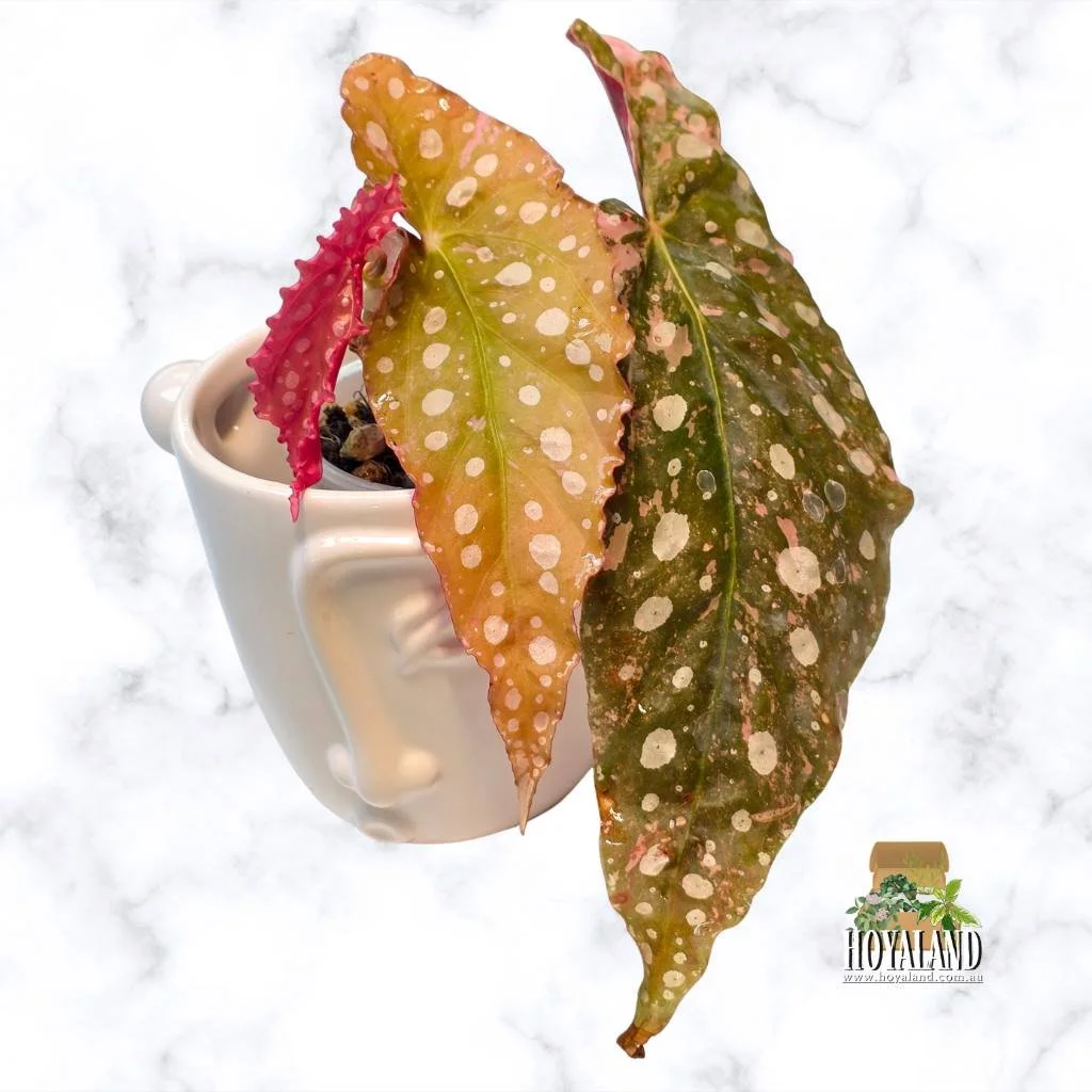 ⛄ Begonia Maculata Wightii Variegata (Small)