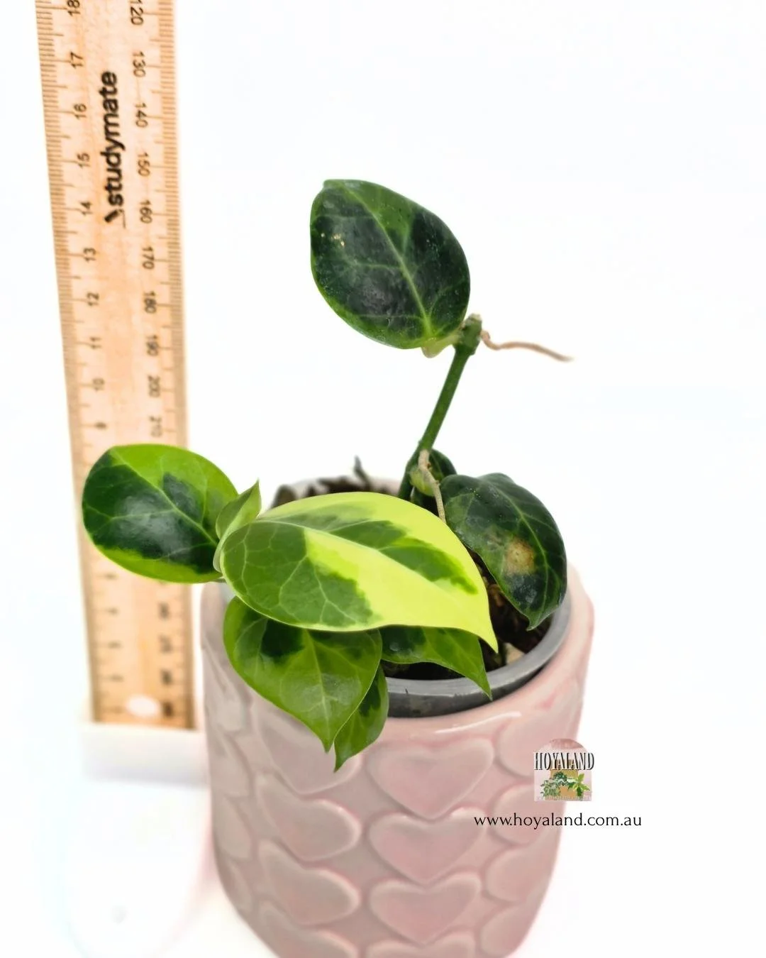 Hoya obscura albo (4).jpg