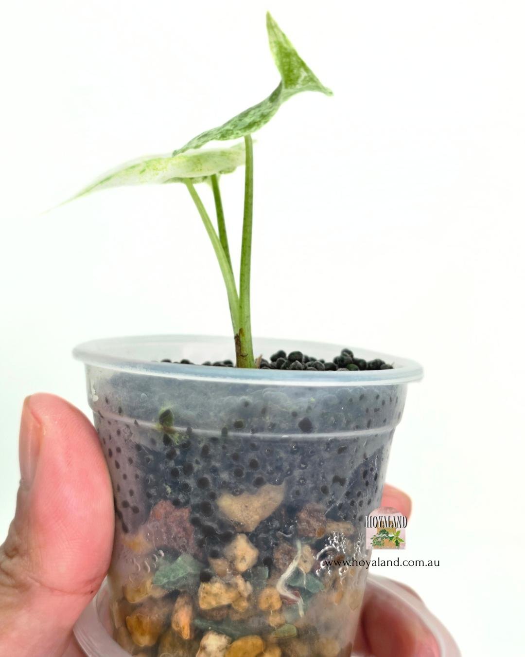 Alocasia longiloba marble (6).jpg