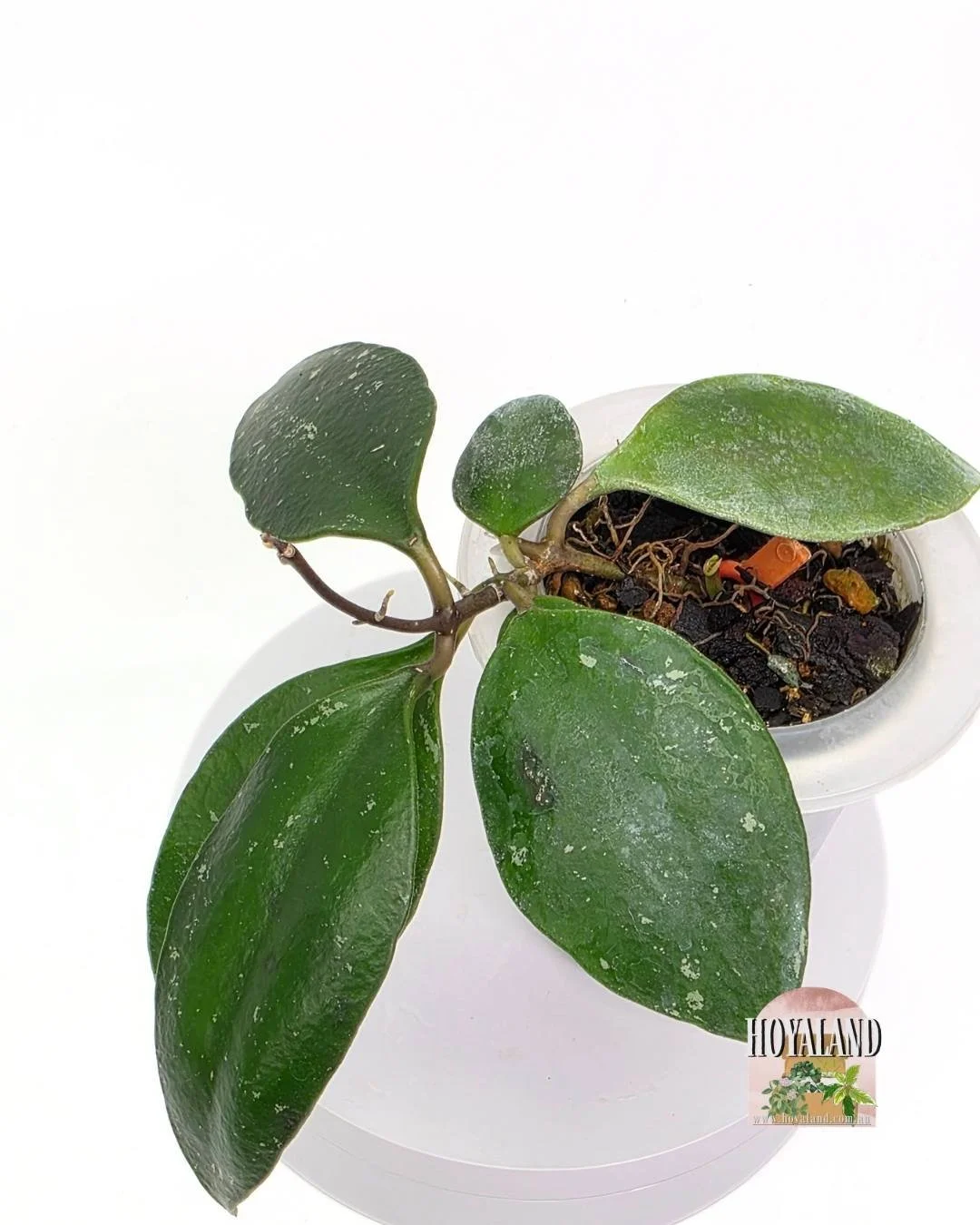 Hoya benchaii (2).jpg