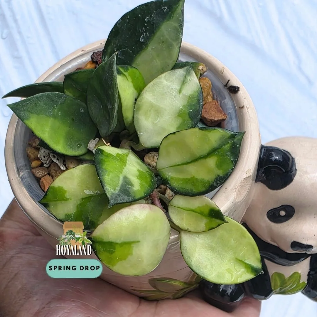 Established Hoya lacunosa Asami Reverse climbing vine showing petite teardrop leaves with luminous creamy-white inner variegation and dark green borders