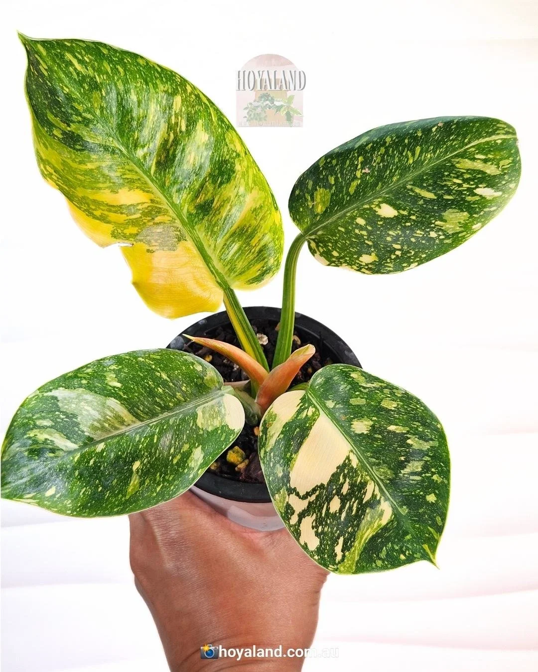Philodendron Green Congp Variegated (2).jpg