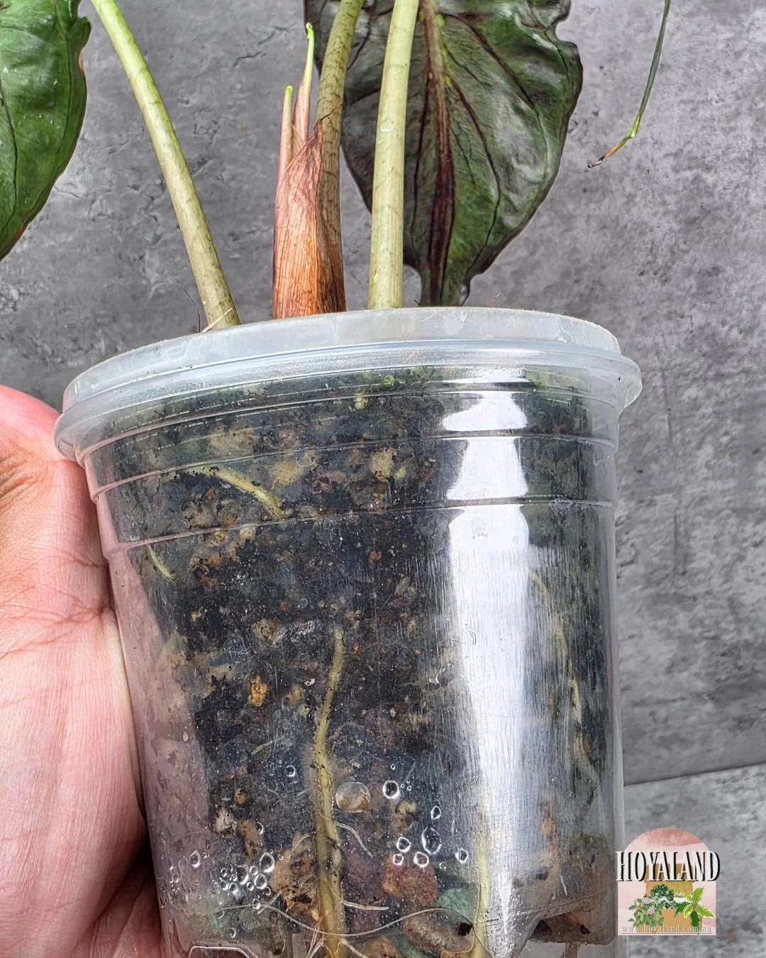 Alocasia venom (4).jpg