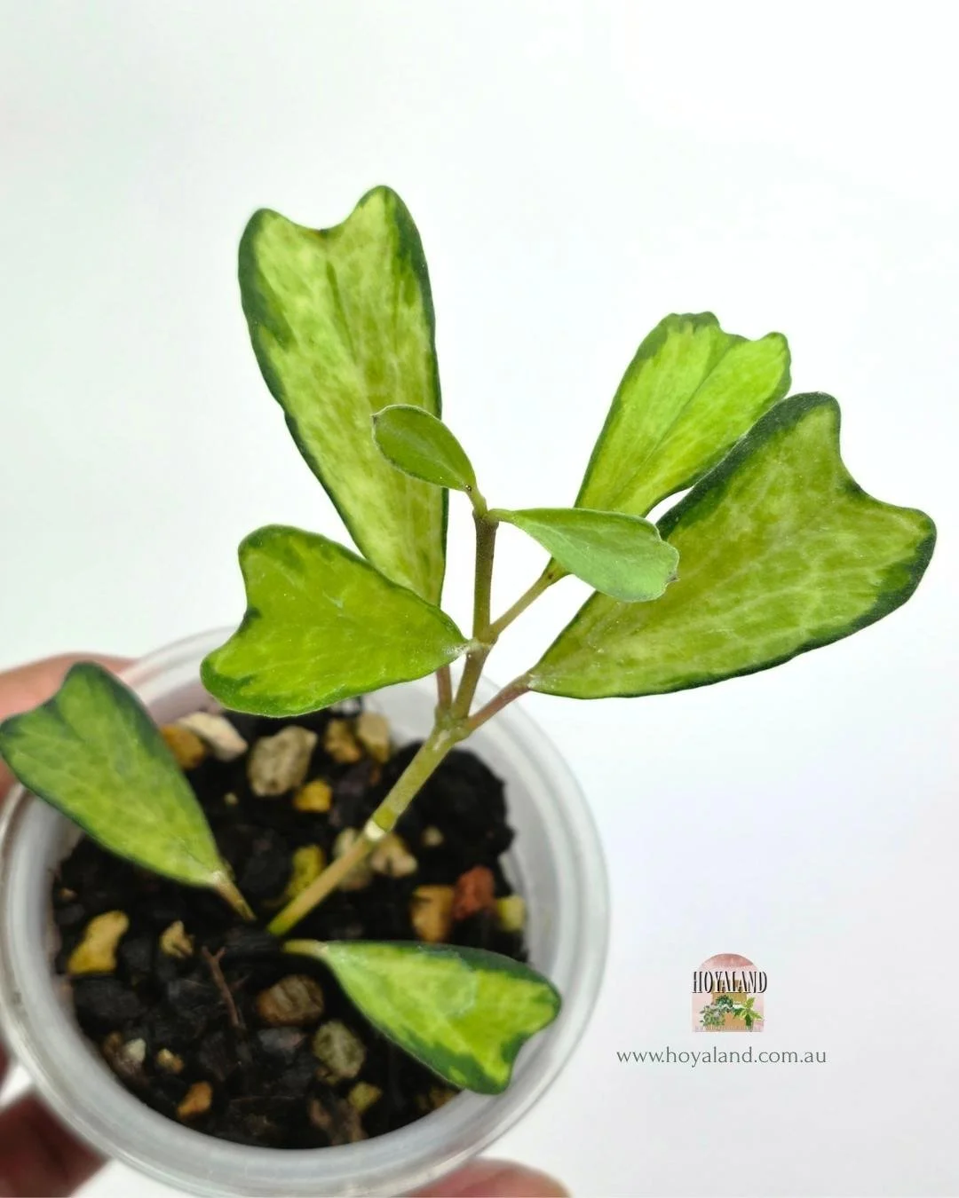 Hoya manipurensis variegata (2).jpg